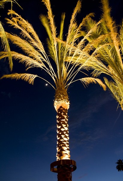 STELLA LED PALM TREE LIGHT – Bradley Lighting